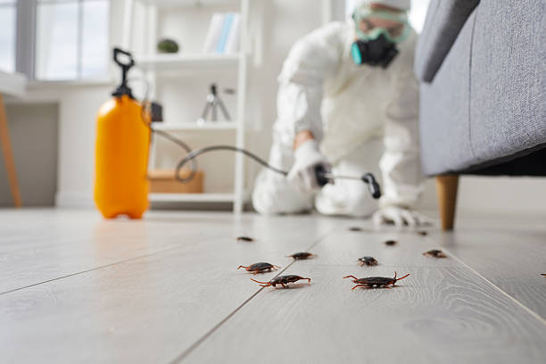 Post-Treatment Bed Bug Interceptor Monitoring in Boerne